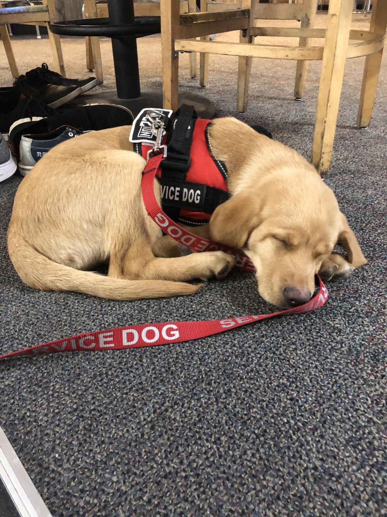 RushDog4